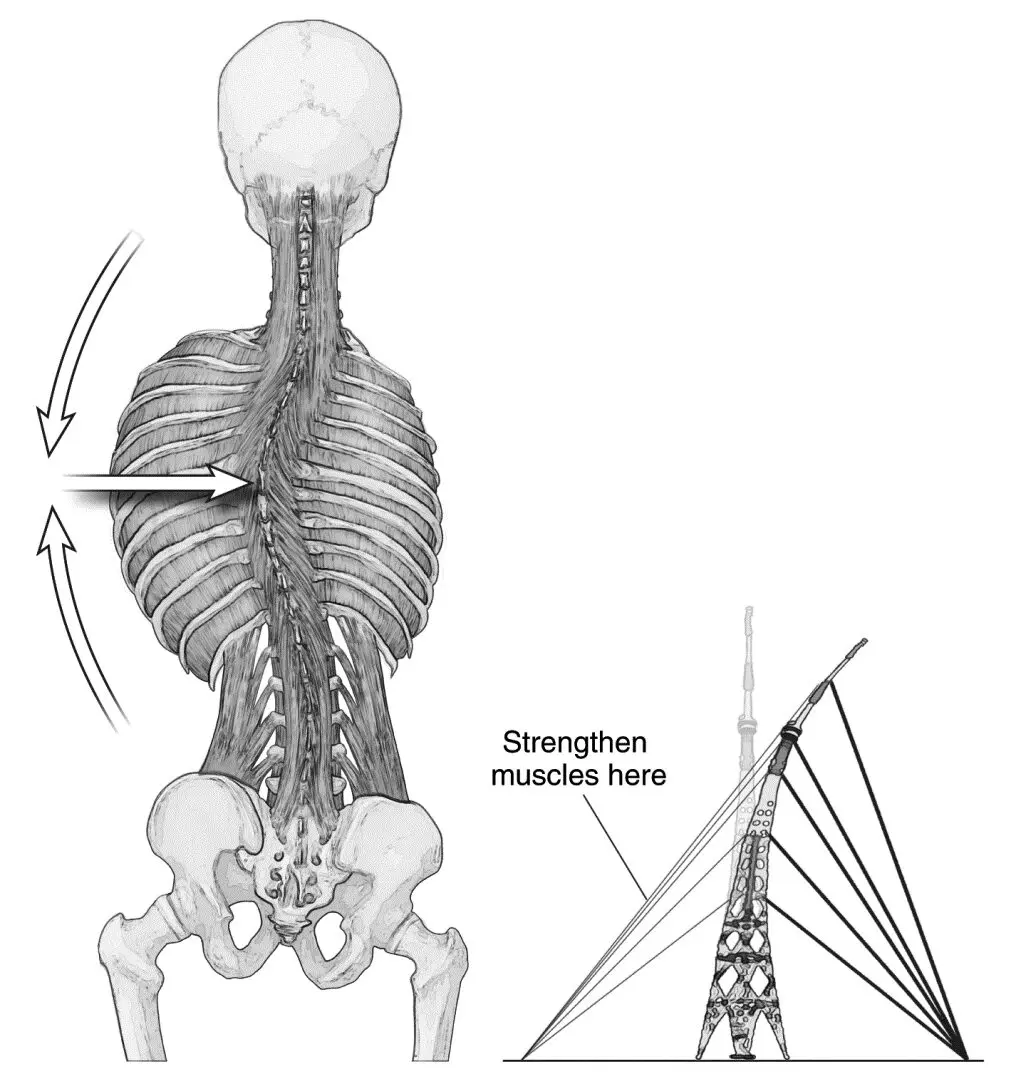 Posterior spine and ribcage rotation exercise illustration